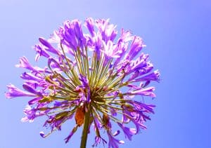 Des agapanthes très belles et très colorés