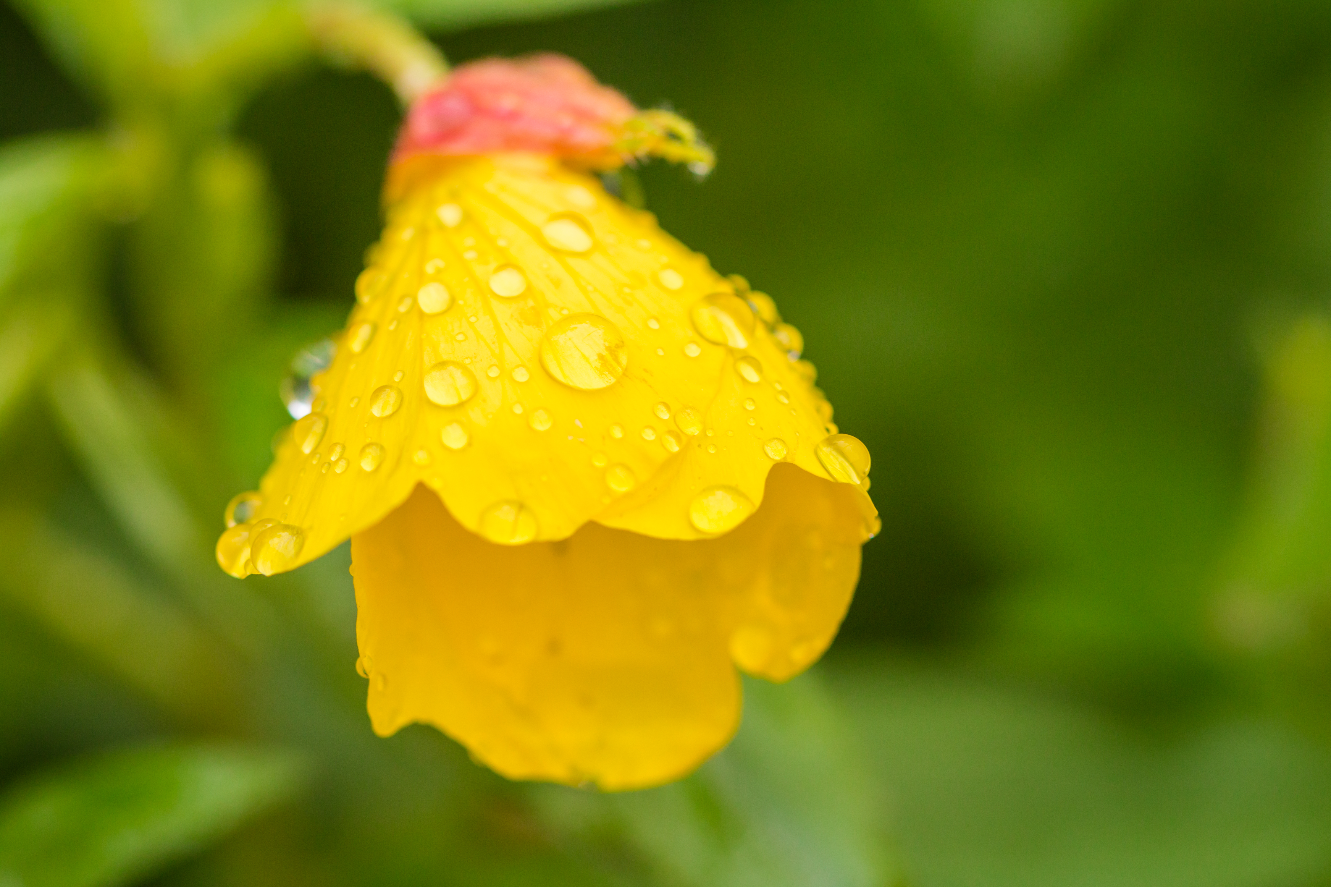 Jolies fleurs jaunes, Oenothera biennis, Onagre bisannuelle sauvage avec des gouttes d'eau après la pluie dans un jardin.