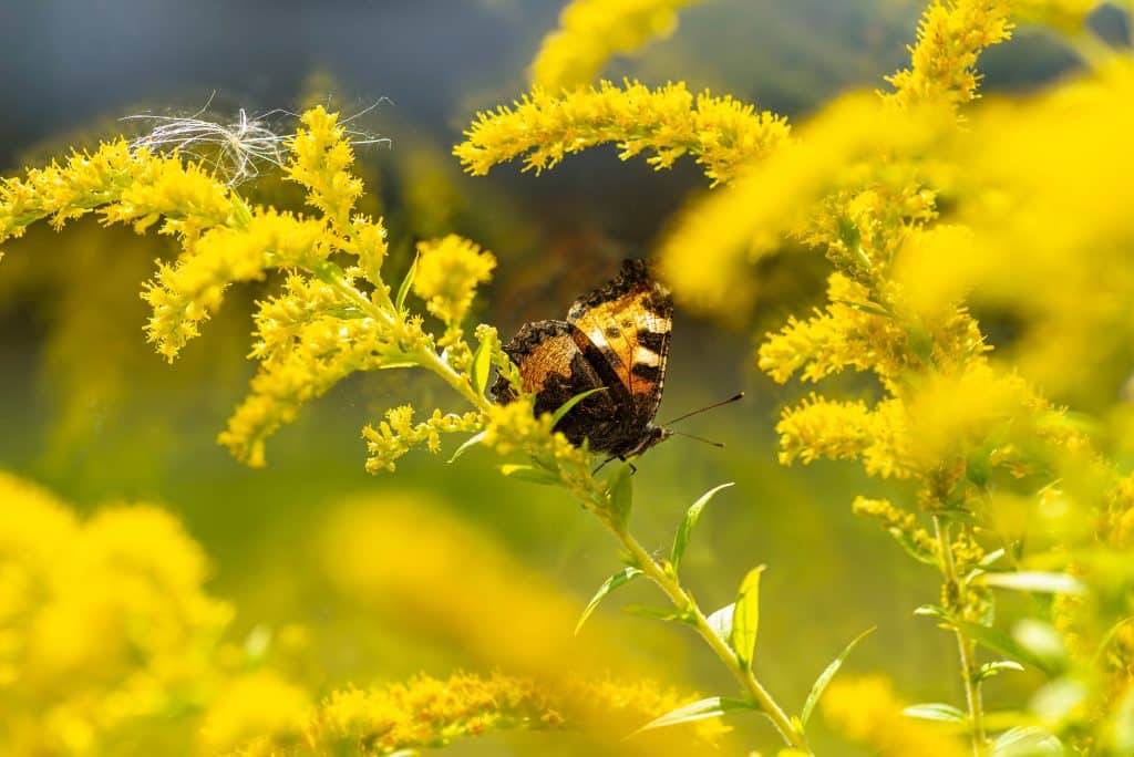 Un papillon sur une solidago