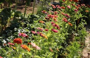 Fleurs de zinnia