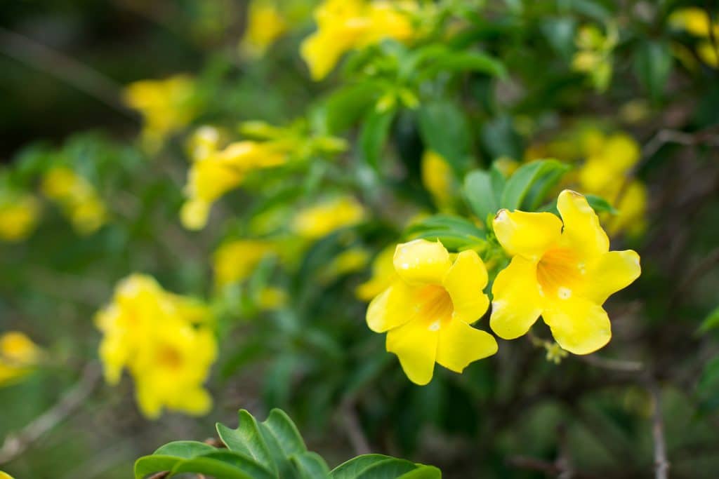 Fleurs de forsythia sur un arbuste aux feuilles vertes.