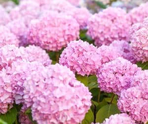 hortensia fleurs