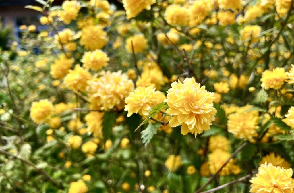 Le kerria japonica