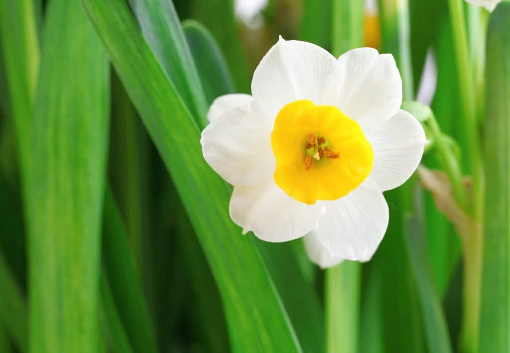 Une narcisse magnifique dans le jardin