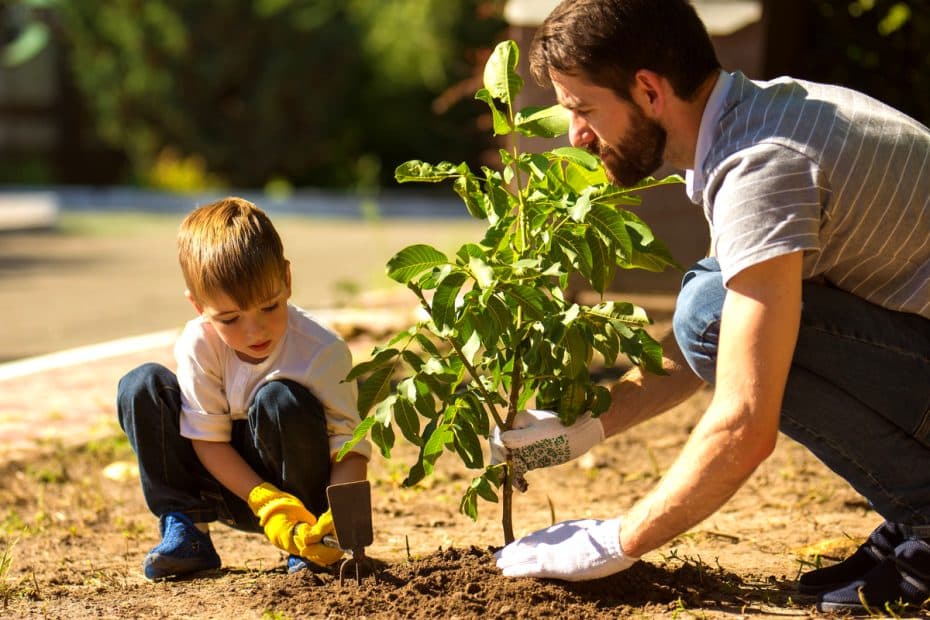 Un homme qui plante un arbre avec son fils