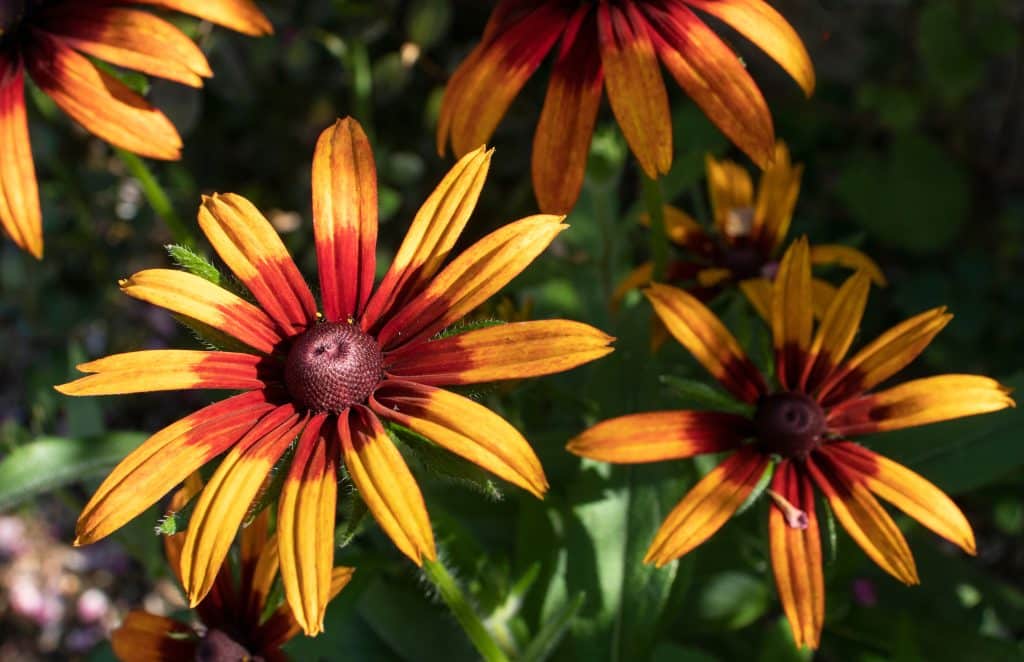 rudbeckia