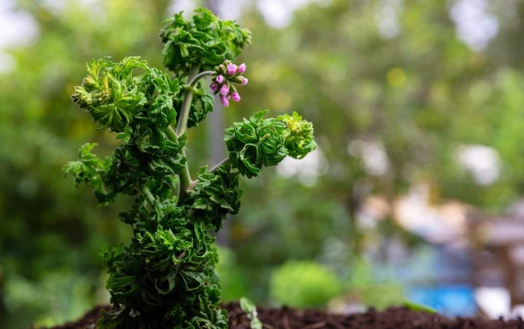 Citronnelle au jardin