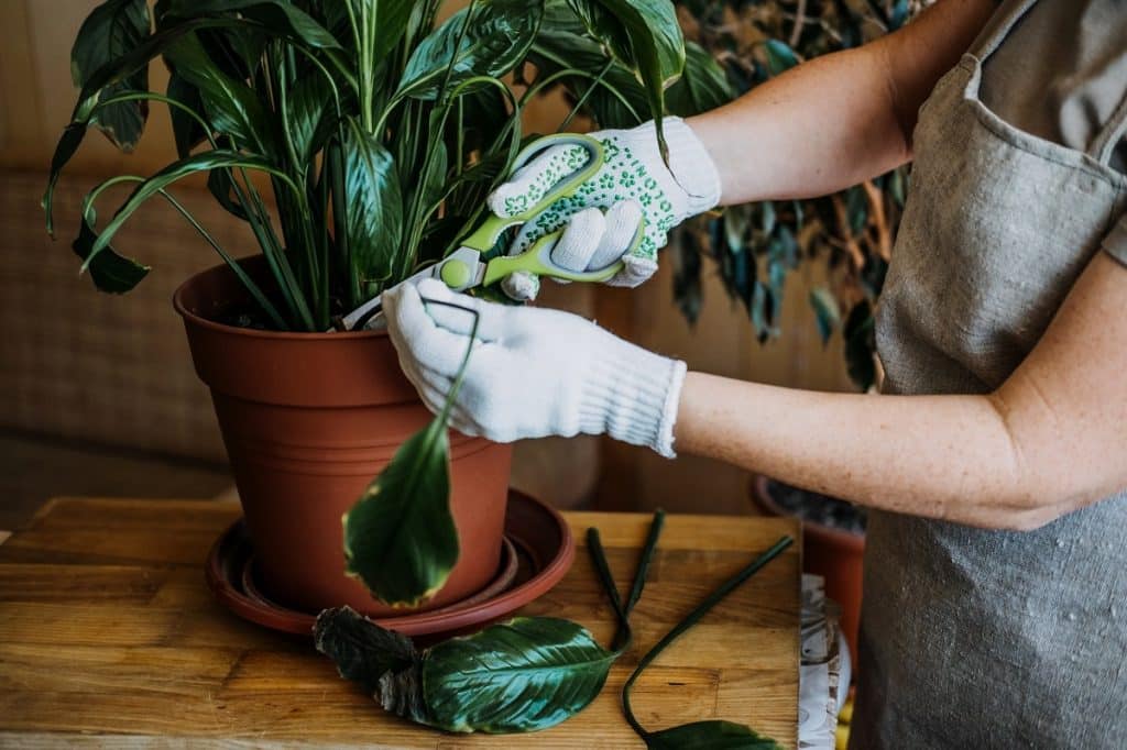 Entretien d'une plante malade