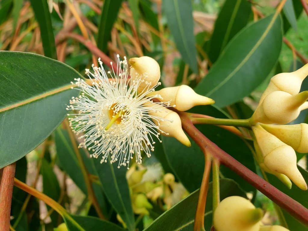 Fleur d'eucalyptus