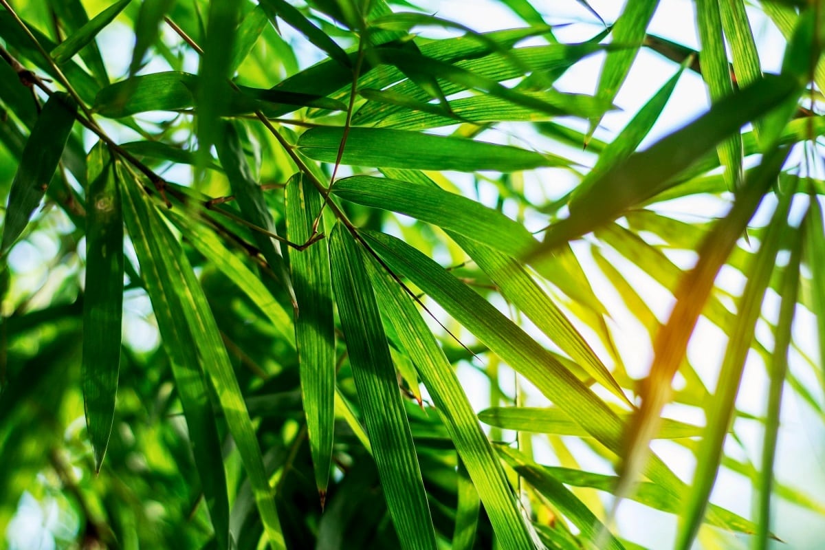 Feuilles de bambou verts