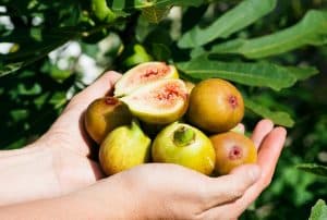 Figues dans les mains