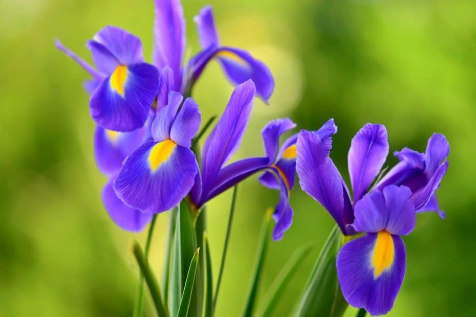 Fleur d'iris au jardin