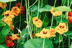 Fleurs de capucines jaunes et rouges