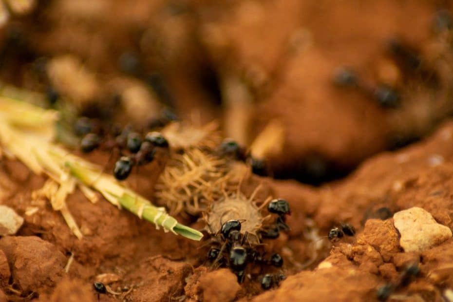 Débarrassez vous des nids de fourmis rapidement avec ces techniques express Aiga France