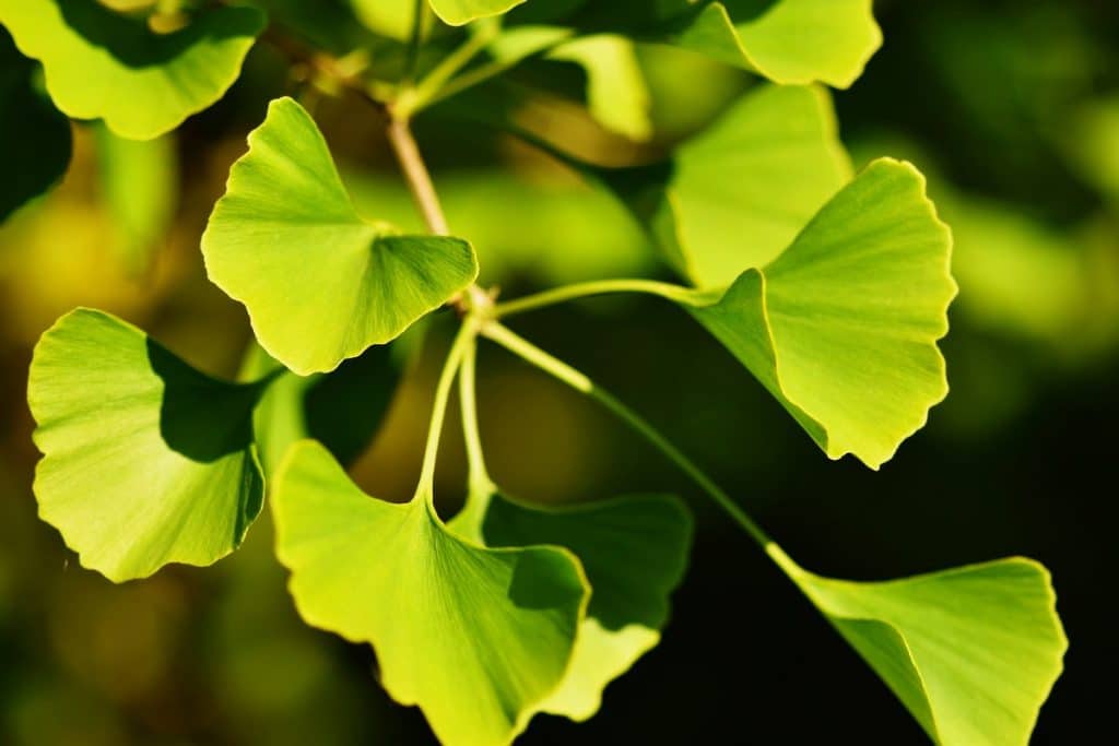 Feuilles de Ginkgo biloba