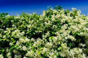 Une haie de jasmin en fleurs