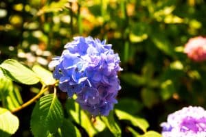 Hortensia au jardin