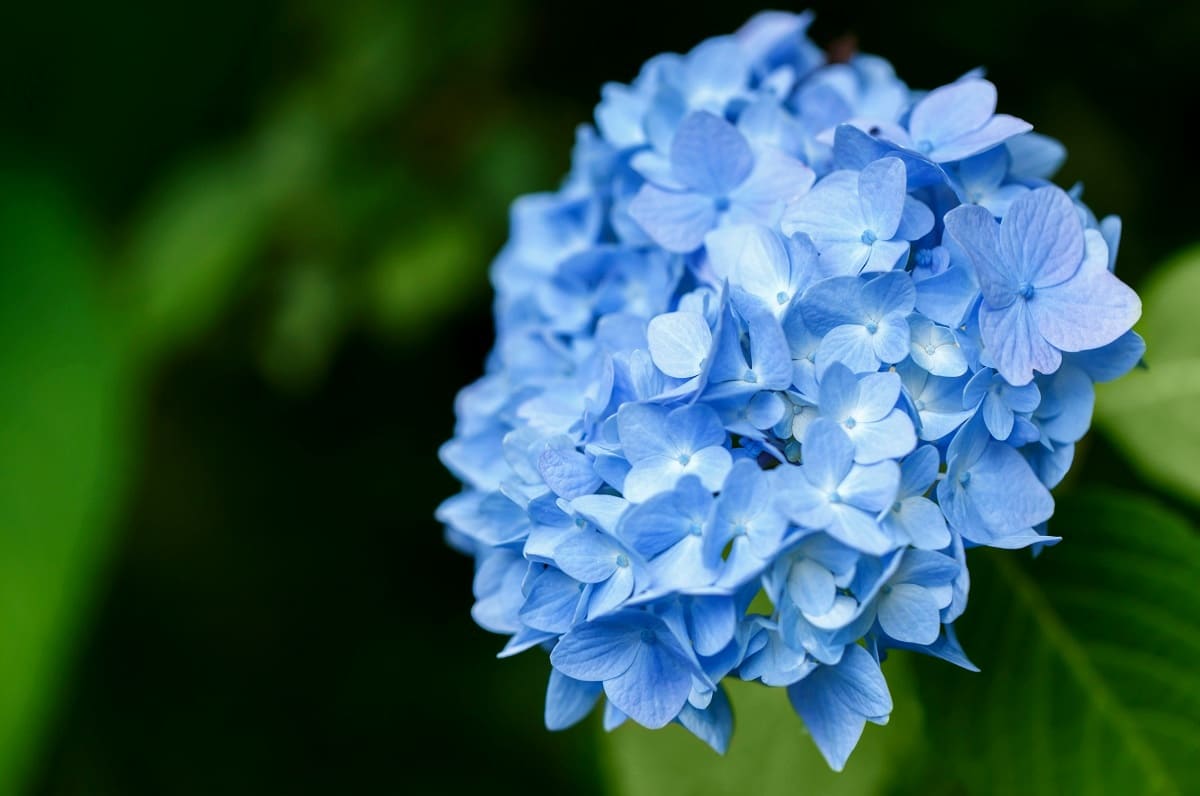 Fleurs bleu d'hortensia