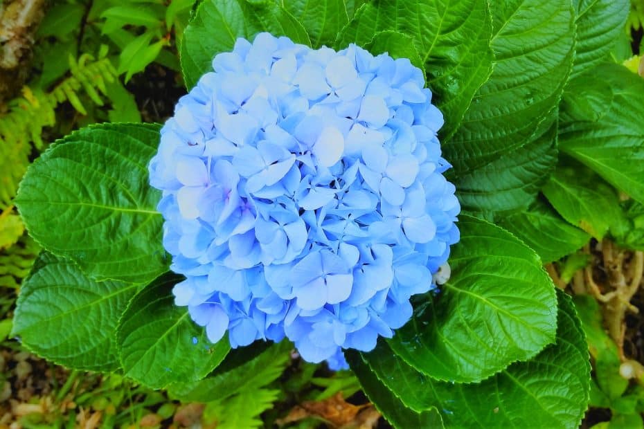 Hortensia bleu au jardin