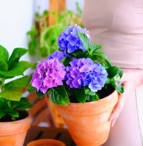 Hortensia violet dans un pot