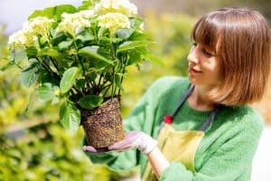 Femme avec une plante d'hortensia
