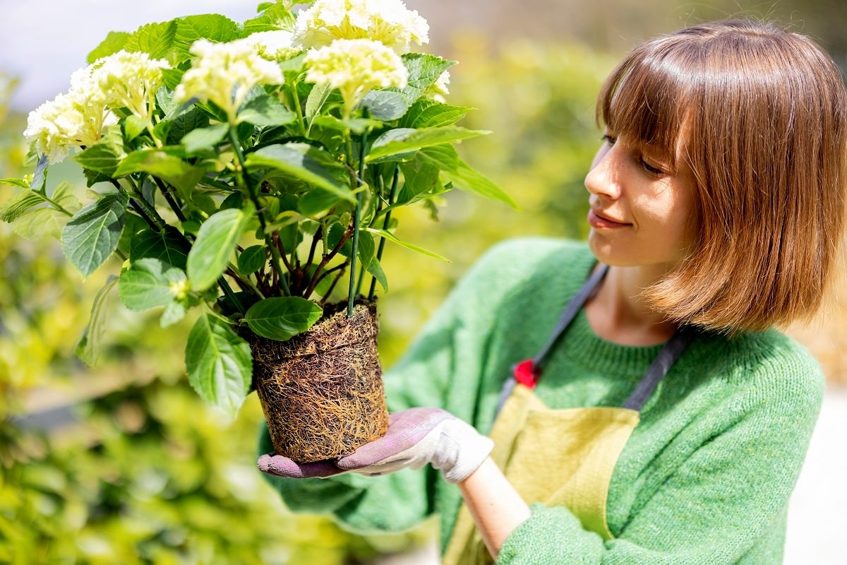 Femme avec une plante d'hortensia