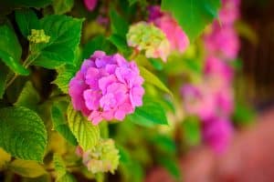 Hortensia rose dans le jardin