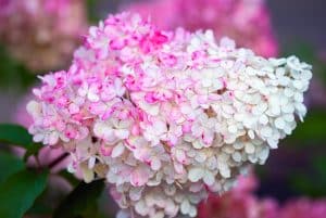 Hydrangea paniculata en fleur