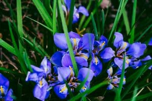 Iris violets dans le jardin