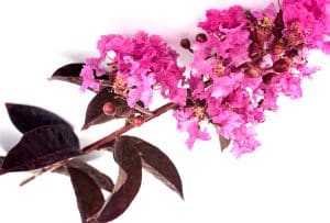 Lagerstroemia rose