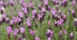 Lavande violet au jardin