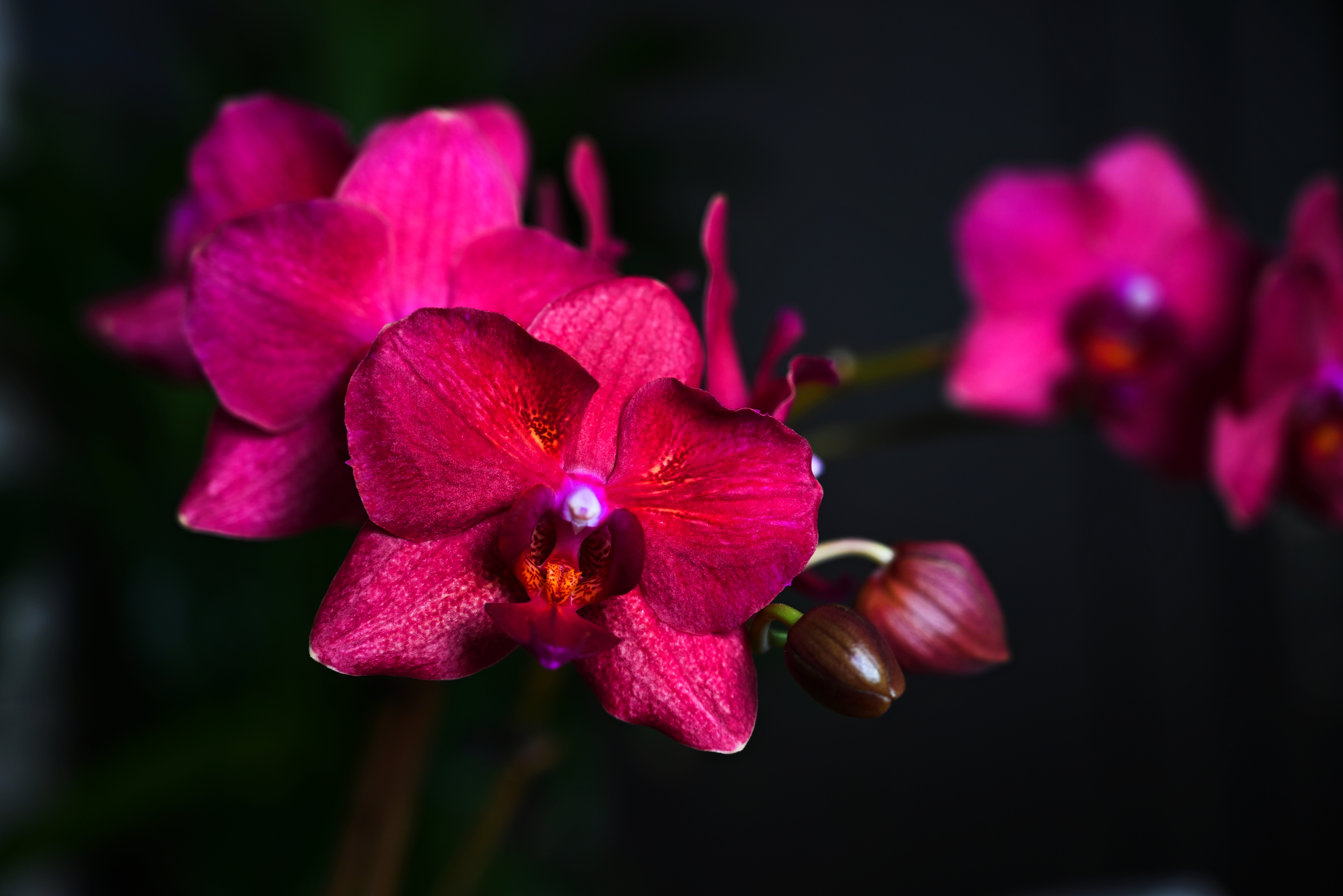 Orchidée en pleine floraison