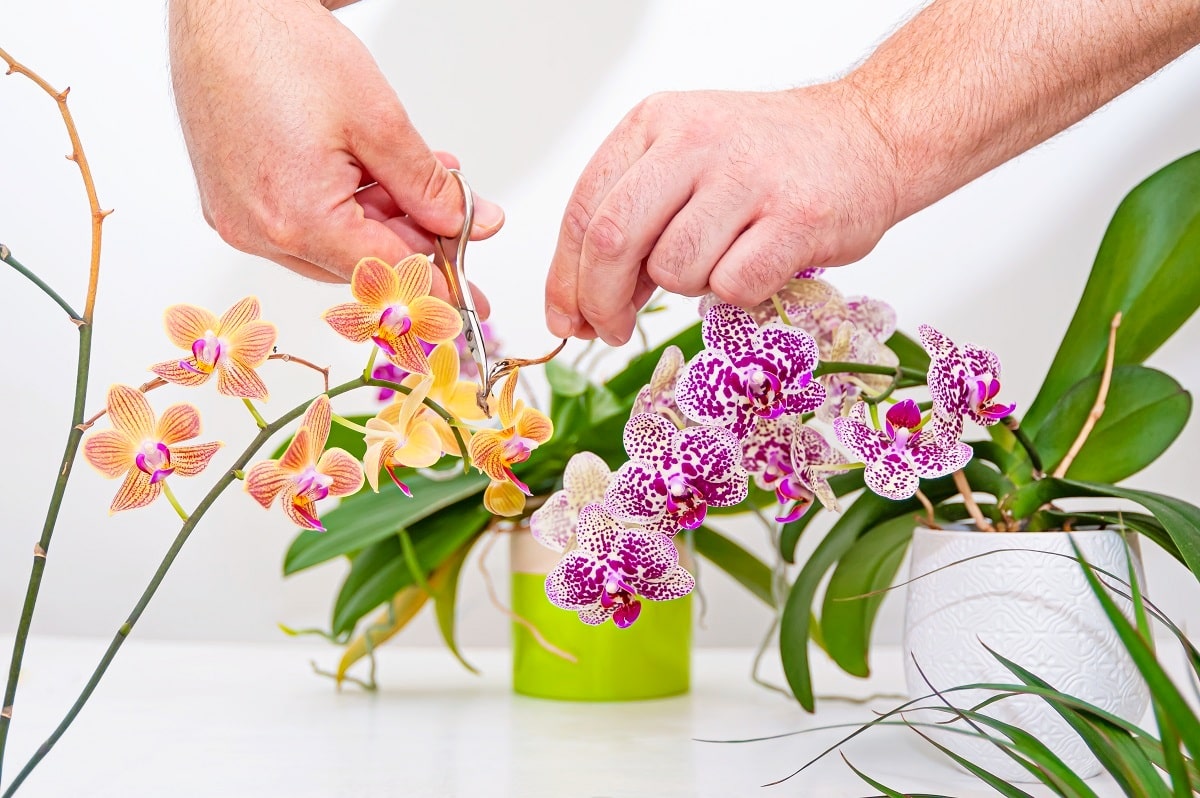 Orchidées en pot