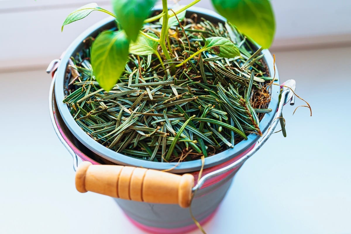 Plante en pot avec paillis