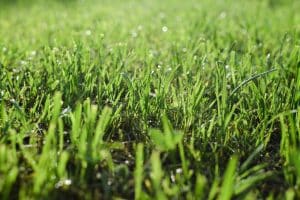 Pelouse arrosée par la pluie