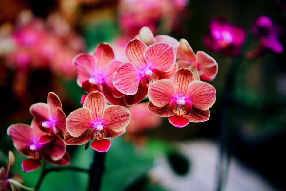 Plante d'orchidée