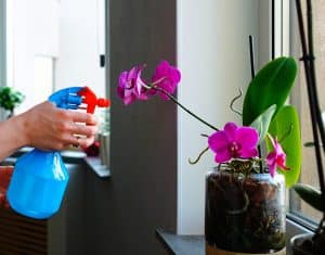Entretien d'orchidée par une femme