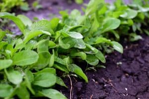 Roquette dans le jardin