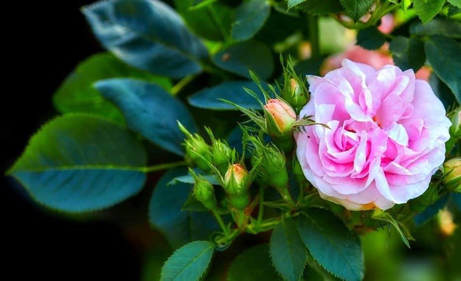 Rose de jardin
