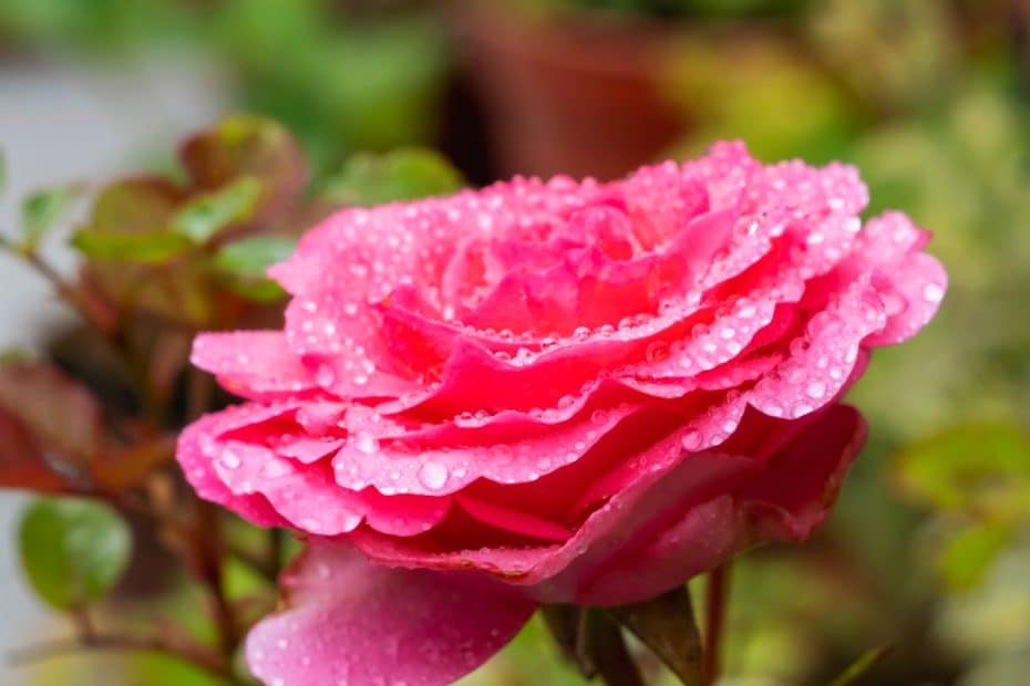 Rosier au fleur rose dans le jardin