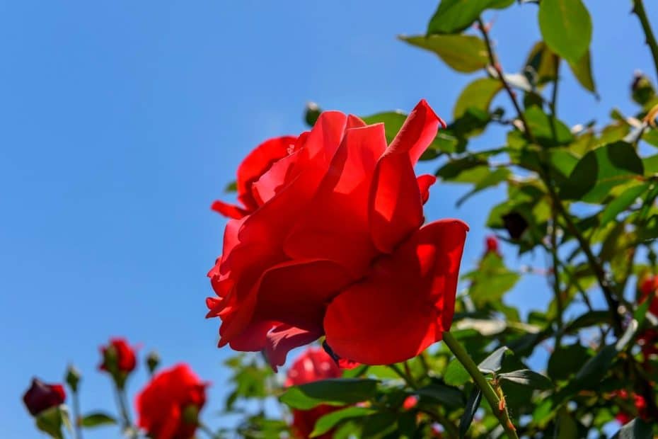 Rose rouge dans le jardin