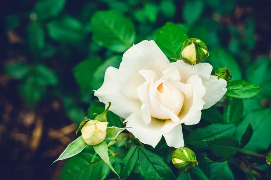 Roses blanches dans le jardin