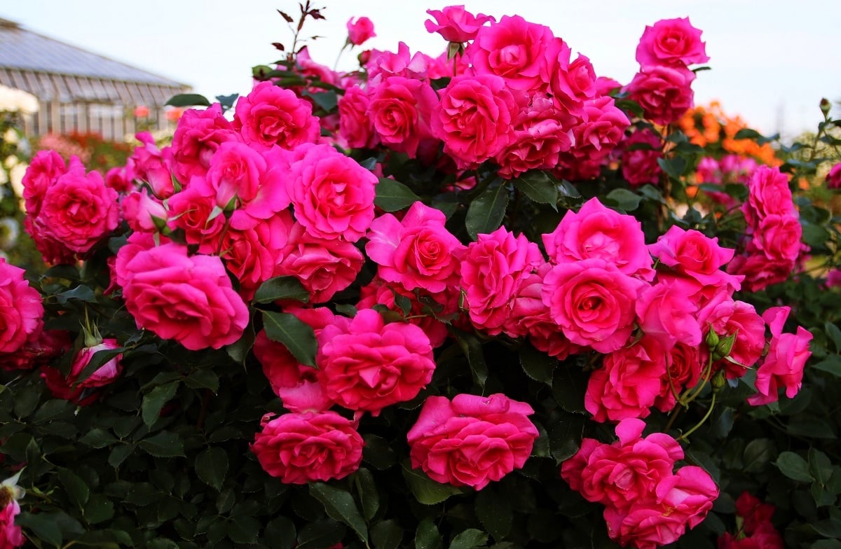 Des roses de couleur rose au jardin