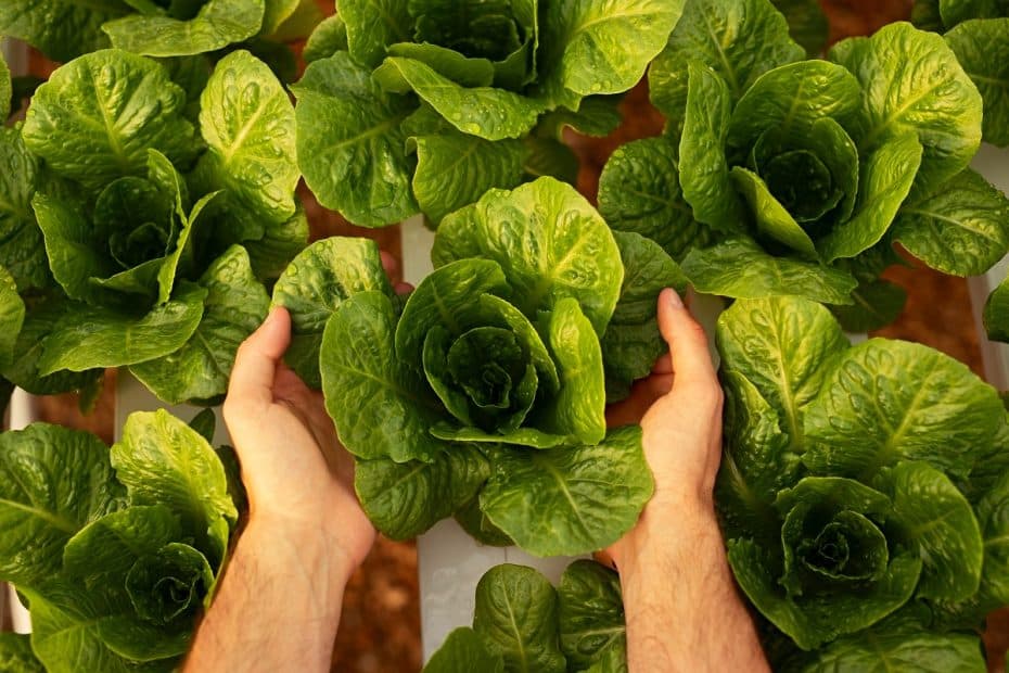 Salades vertes dans les mains