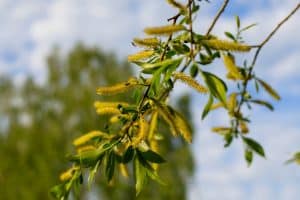 Feuilles et branches de saule