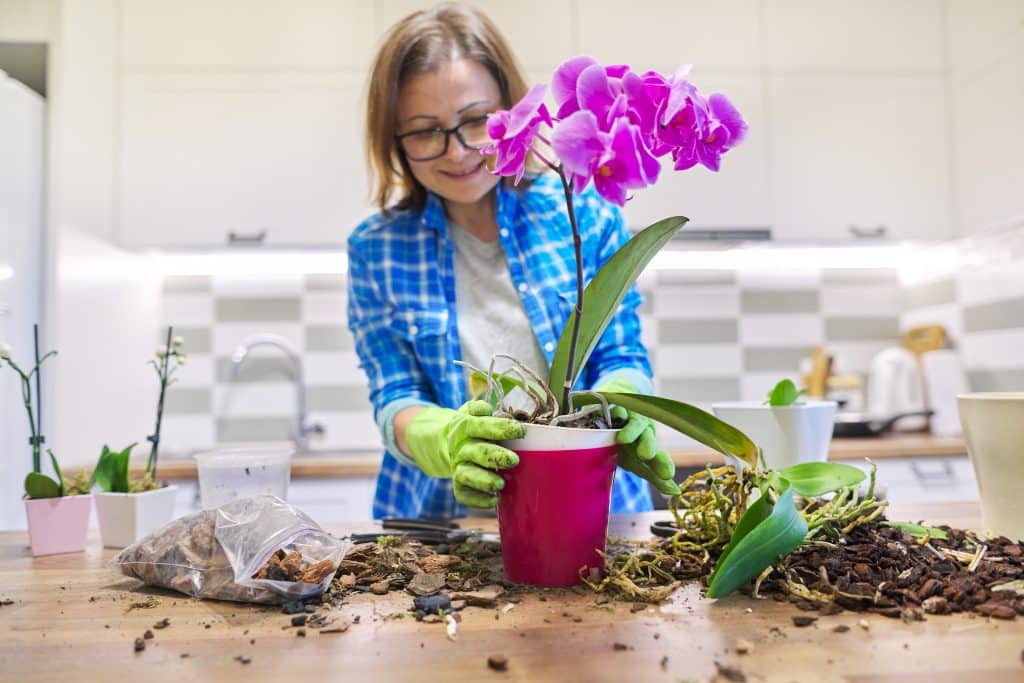 Une femme qui rempote des orchidés