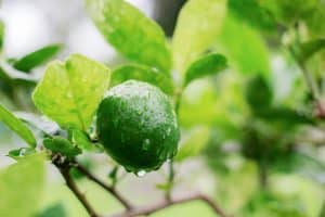 Citron mouillé sur son arbre