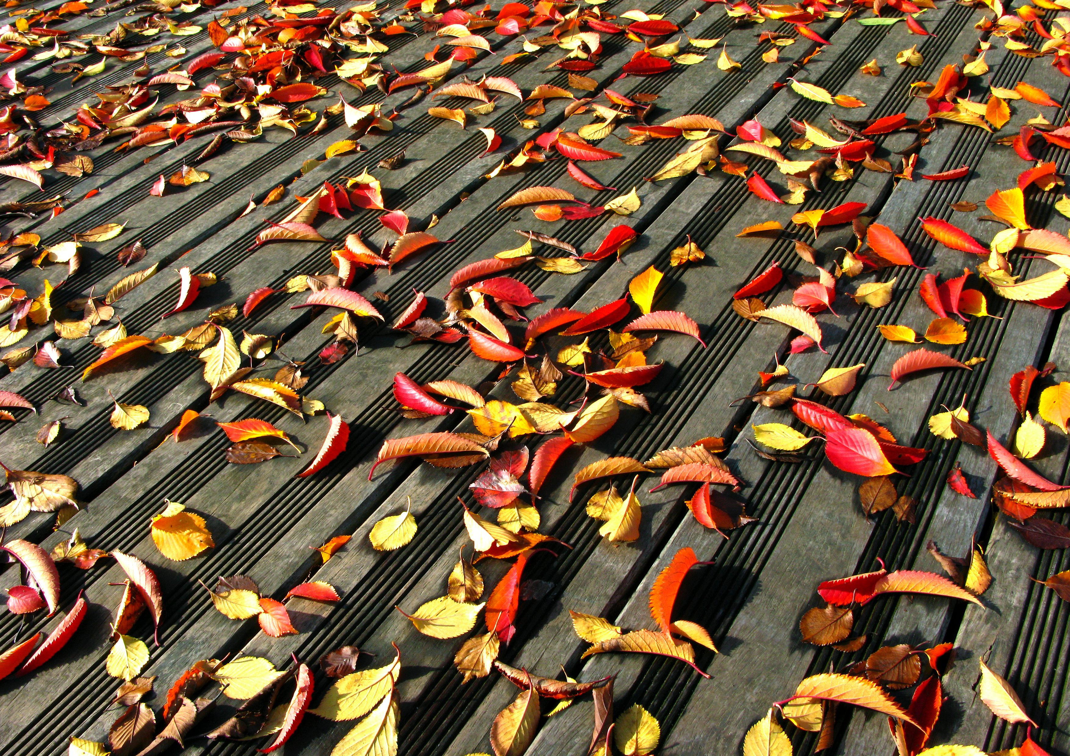 Des feuilles mortes
