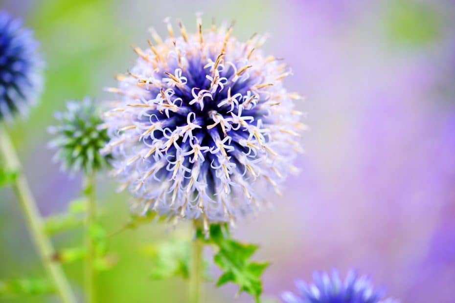 Echinops dans le jardin