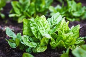 Épinards au potager